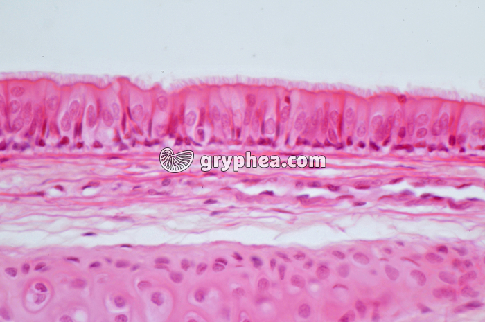 Trachée x160 - gryphea.org